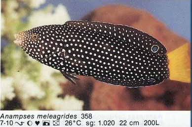 Anampses meleagrides